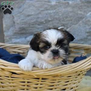 Carla, Shih Tzu Puppy